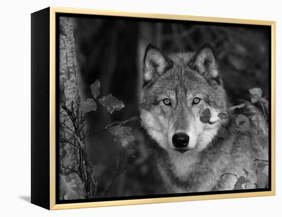 Grey Wolf Portrait, USA-Lynn M^ Stone-Framed Premier Image Canvas