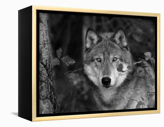 Grey Wolf Portrait, USA-Lynn M^ Stone-Framed Premier Image Canvas