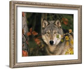 Grey Wolf Portrait, USA-Lynn M^ Stone-Framed Photographic Print