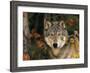 Grey Wolf Portrait, USA-Lynn M^ Stone-Framed Photographic Print