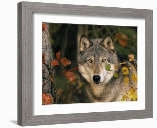 Grey Wolf Portrait, USA-Lynn M^ Stone-Framed Photographic Print