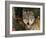 Grey Wolf Portrait, USA-Lynn M^ Stone-Framed Photographic Print