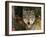 Grey Wolf Portrait, USA-Lynn M^ Stone-Framed Photographic Print