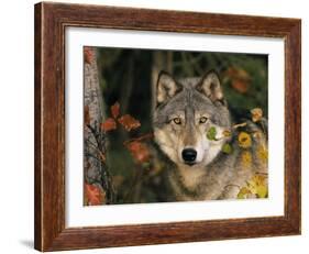 Grey Wolf Portrait, USA-Lynn M^ Stone-Framed Photographic Print