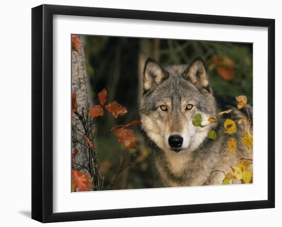 Grey Wolf Portrait, USA-Lynn M^ Stone-Framed Photographic Print