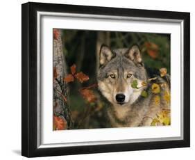 Grey Wolf Portrait, USA-Lynn M^ Stone-Framed Photographic Print