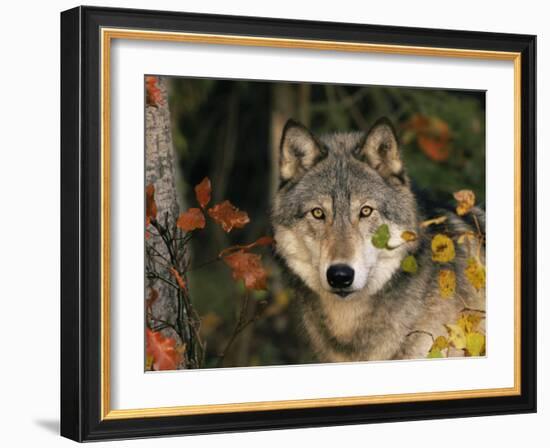 Grey Wolf Portrait, USA-Lynn M^ Stone-Framed Photographic Print