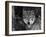 Grey Wolf Portrait, USA-Lynn M^ Stone-Framed Photographic Print