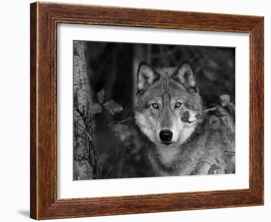 Grey Wolf Portrait, USA-Lynn M^ Stone-Framed Photographic Print