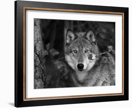 Grey Wolf Portrait, USA-Lynn M^ Stone-Framed Photographic Print