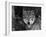 Grey Wolf Portrait, USA-Lynn M^ Stone-Framed Photographic Print