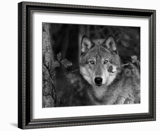 Grey Wolf Portrait, USA-Lynn M^ Stone-Framed Photographic Print