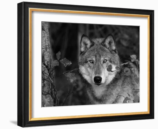 Grey Wolf Portrait, USA-Lynn M^ Stone-Framed Photographic Print