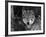 Grey Wolf Portrait, USA-Lynn M^ Stone-Framed Photographic Print