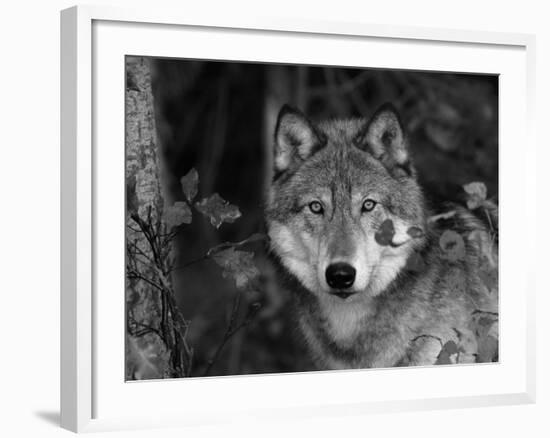 Grey Wolf Portrait, USA-Lynn M^ Stone-Framed Photographic Print