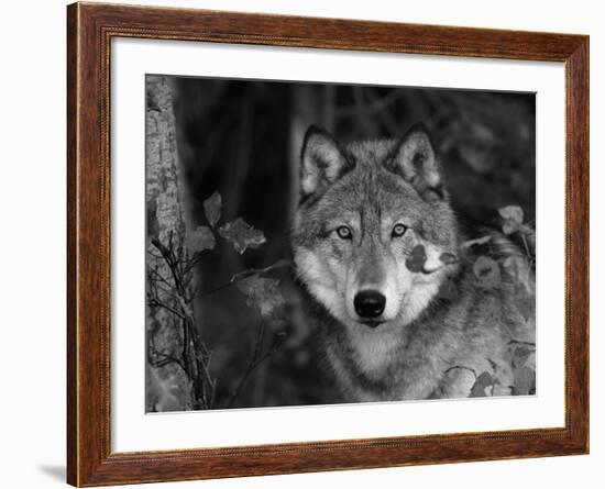 Grey Wolf Portrait, USA-Lynn M^ Stone-Framed Photographic Print