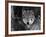 Grey Wolf Portrait, USA-Lynn M^ Stone-Framed Photographic Print