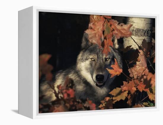 Grey Wolf Portrait with Autumn Leaves, USA-Lynn M. Stone-Framed Premier Image Canvas