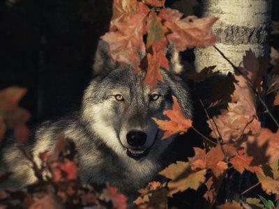 'Grey Wolf Portrait with Autumn Leaves, USA' Photographic Print - Lynn