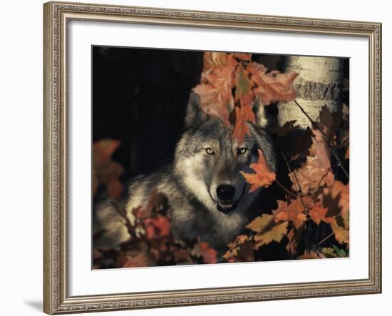 Grey Wolf Portrait with Autumn Leaves, USA-Lynn M. Stone-Framed Photographic Print