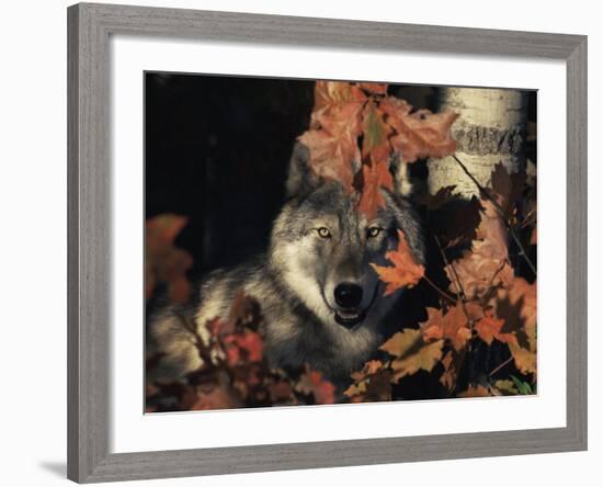 Grey Wolf Portrait with Autumn Leaves, USA-Lynn M. Stone-Framed Photographic Print