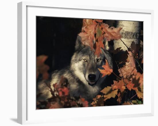 Grey Wolf Portrait with Autumn Leaves, USA-Lynn M. Stone-Framed Photographic Print