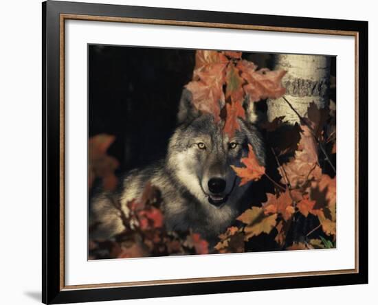 Grey Wolf Portrait with Autumn Leaves, USA-Lynn M. Stone-Framed Photographic Print