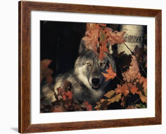 Grey Wolf Portrait with Autumn Leaves, USA-Lynn M. Stone-Framed Photographic Print