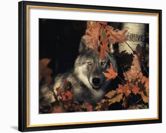 Grey Wolf Portrait with Autumn Leaves, USA-Lynn M. Stone-Framed Photographic Print