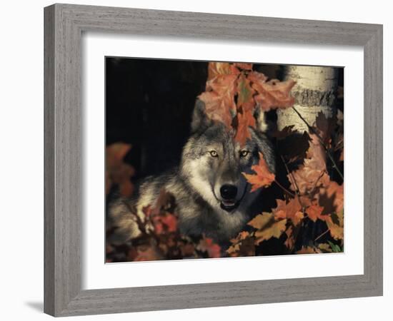 Grey Wolf Portrait with Autumn Leaves, USA-Lynn M. Stone-Framed Photographic Print