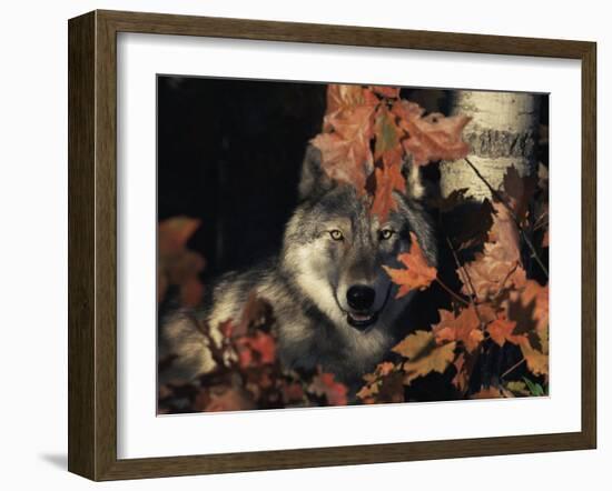 Grey Wolf Portrait with Autumn Leaves, USA-Lynn M. Stone-Framed Photographic Print