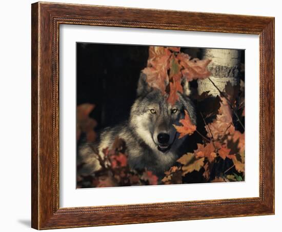 Grey Wolf Portrait with Autumn Leaves, USA-Lynn M. Stone-Framed Photographic Print