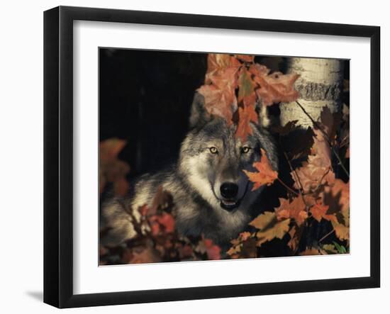 Grey Wolf Portrait with Autumn Leaves, USA-Lynn M. Stone-Framed Photographic Print