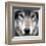 Grey Wolf Portrait-Sarah Stribbling-Framed Art Print