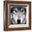 Grey Wolf Portrait-Sarah Stribbling-Framed Art Print