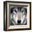 Grey Wolf Portrait-Sarah Stribbling-Framed Art Print