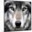 Grey Wolf Portrait-Sarah Stribbling-Mounted Art Print