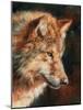 Grey Wolf Portrait-David Stribbling-Mounted Art Print