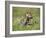 Grey Wolf Pup Amongst Flowers, Montana, USA-Tom Vezo-Framed Photographic Print