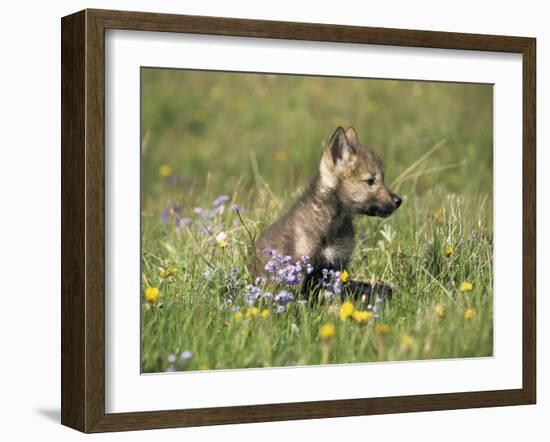 Grey Wolf Pup Amongst Flowers, Montana, USA-Tom Vezo-Framed Photographic Print