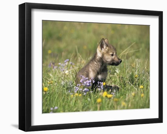 Grey Wolf Pup Amongst Flowers, Montana, USA-Tom Vezo-Framed Photographic Print