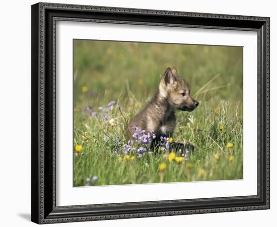 Grey Wolf Pup Amongst Flowers, Montana, USA-Tom Vezo-Framed Photographic Print