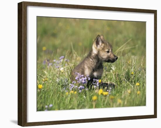 Grey Wolf Pup Amongst Flowers, Montana, USA-Tom Vezo-Framed Photographic Print