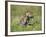 Grey Wolf Pup Amongst Flowers, Montana, USA-Tom Vezo-Framed Photographic Print