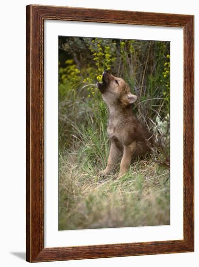 Grey Wolf Pup Howling (Canis Lupus) Captive, Montana, USA-Tom Vezo-Framed Photographic Print