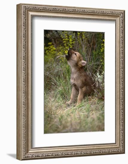 Grey Wolf Pup Howling (Canis Lupus) Captive, Montana, USA-Tom Vezo-Framed Photographic Print