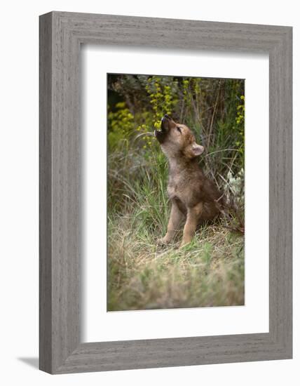 Grey Wolf Pup Howling (Canis Lupus) Captive, Montana, USA-Tom Vezo-Framed Photographic Print