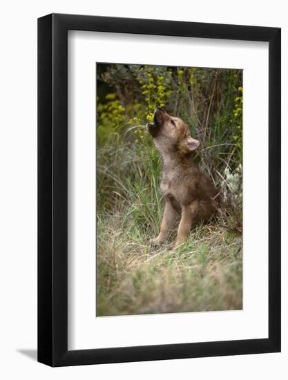 Grey Wolf Pup Howling (Canis Lupus) Captive, Montana, USA-Tom Vezo-Framed Photographic Print