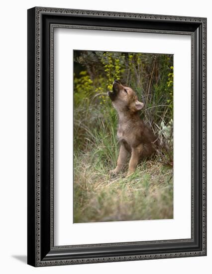 Grey Wolf Pup Howling (Canis Lupus) Captive, Montana, USA-Tom Vezo-Framed Photographic Print