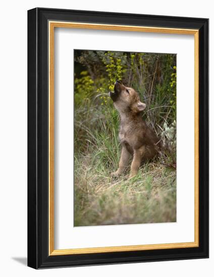 Grey Wolf Pup Howling (Canis Lupus) Captive, Montana, USA-Tom Vezo-Framed Photographic Print